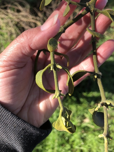 iNaturalist observation photo of oak mistletoe