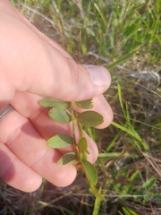 Tephrosia spicata