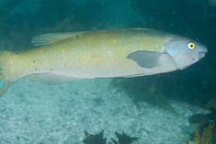 Olisthops cyanomelas