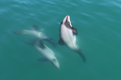 Cephalorhynchus hectori