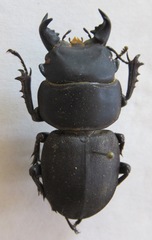 Apterodorcus bacchus