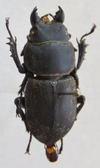 Apterodorcus bacchus