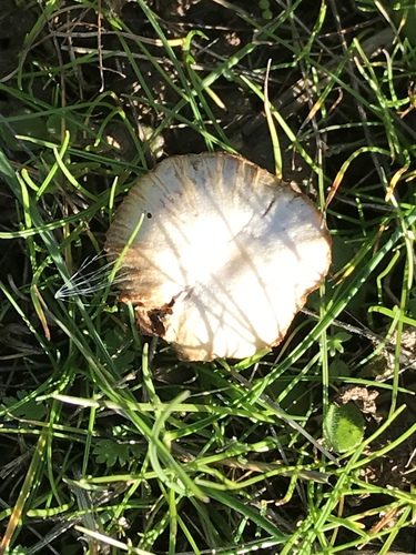 iNaturalist observation photo of scurfy twiglet