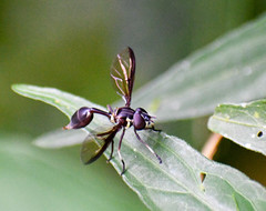 Salpingogaster