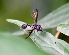 Salpingogaster