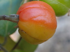Petalostigma