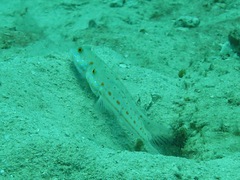 Valenciennea puellaris