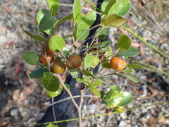 Petalostigma