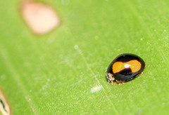 Hyperaspis esmeraldas