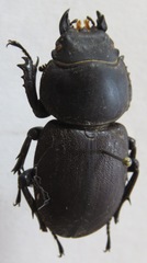 Apterodorcus bacchus