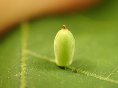 Caryomyia urnula