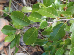 Petalostigma