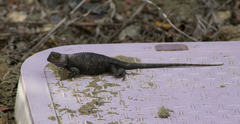 Sceloporus occidentalis