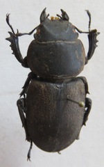 Apterodorcus bacchus