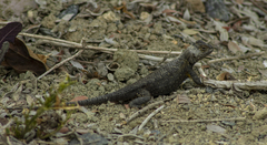 Sceloporus occidentalis