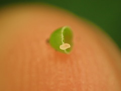 Caryomyia urnula