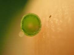 Caryomyia urnula