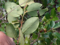 Petalostigma