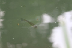 Micropterus punctulatus