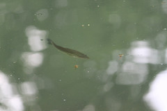Micropterus punctulatus