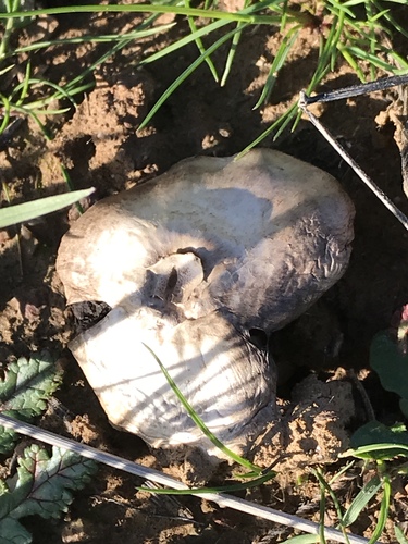 iNaturalist observation photo of field and button mushrooms