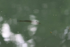 Micropterus punctulatus