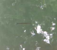 Micropterus punctulatus