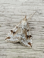 Udea washingtonalis