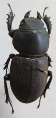 Apterodorcus bacchus