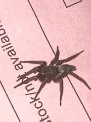 Scotophaeus blackwalli