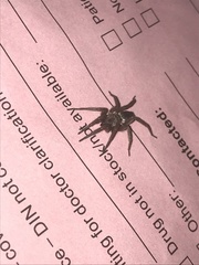 Scotophaeus blackwalli