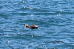 Eudyptula minor albosignata