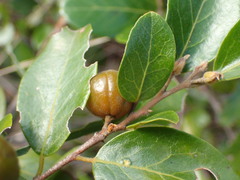 Petalostigma
