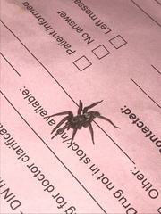 Scotophaeus blackwalli