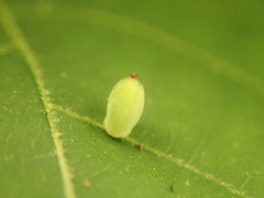 Caryomyia urnula