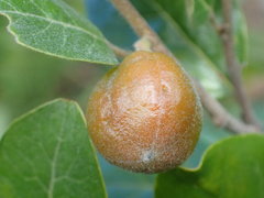 Petalostigma