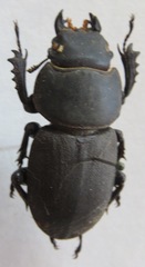 Apterodorcus bacchus