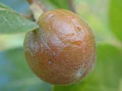Petalostigma