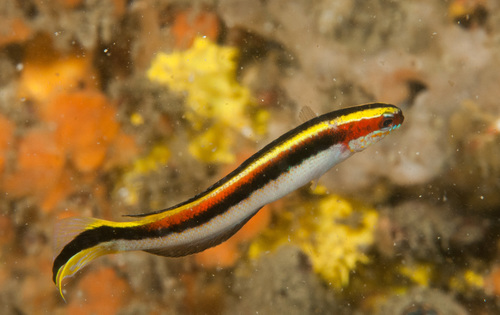 Eastern hulafish (Trachinops taeniatus) — Plesiopidae — 2