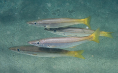 Dinolestes lewini