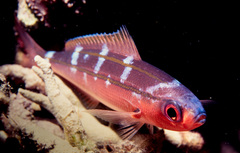 Pterocaesio digramma