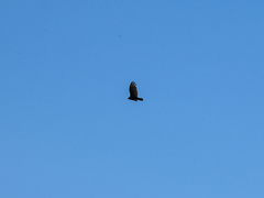 Cathartes aura image