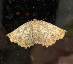 Euchlaena johnsonaria