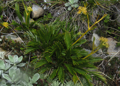 Aciphylla similis
