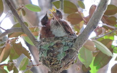 Terpsiphone viridis granti