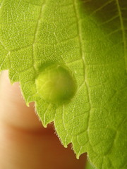 Pachypsylla celtidisumbilicus