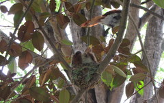 Terpsiphone viridis granti