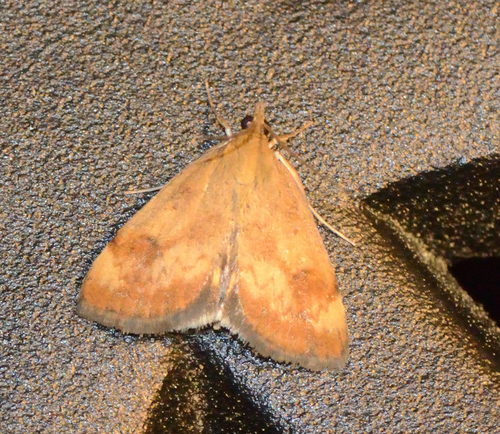 Pyrausta homonymalis photo 2
