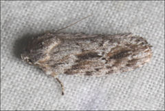 Agriophara confertella