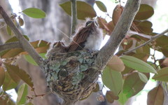 Terpsiphone viridis granti